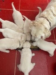Cute golden retriever puppies looking for loving patents