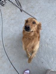 Adult golden retriever about 1 year and a half looking for a good home