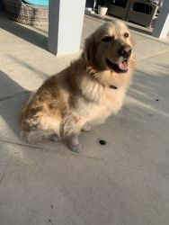 Golden Retriever Male 2 years old