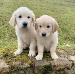 Beautiful golden retriever puppies looking for a new home
