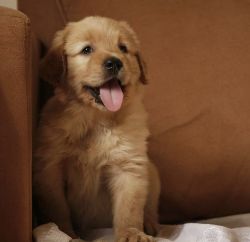 Golden retriever pup