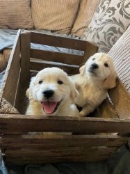 Golden Retrievers (Male and Female)