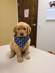 Adorable Puppy Golden Retriever w/ shots and pet supplies