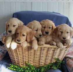 Genuine Golden Retriever Puppies for sale
