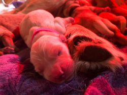 BORN 04/ 24/ 2021Beautiful AKC farm raised Golden Retriever Puppies