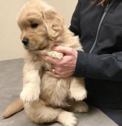 Golden Retriever puppies for a great home