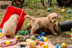 Akc Registerd Golden Retriever Puppies Now Available