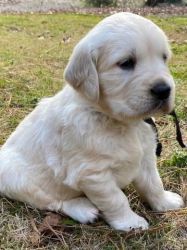 Very healthy and cute Golden Retriever puppies for you