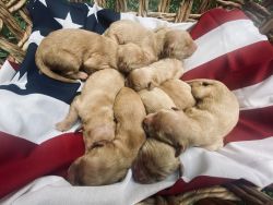 Golden Retriever puppies AKC