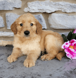 Companion Golden Retriever Pup