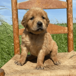 Female Golden retriever Pups