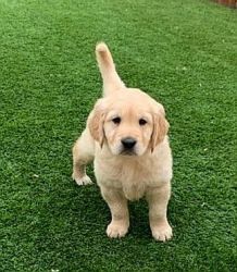 Playful golden retriever puppies looking for pets loving homes