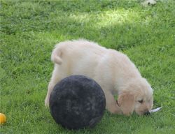 Trained AKC Golden Retriever Puppies 8 Weeks Old.