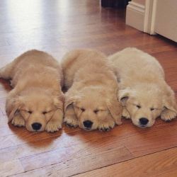 Adorable golden retriever puppies