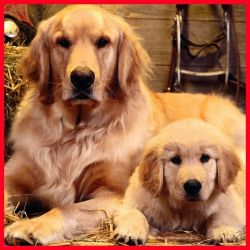 Cute golden retriever pups