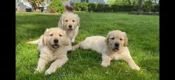 golden retriever puppies xxx!!xxx!! xxx1