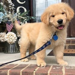 Golden Retriever puppies ready for their new forever homes