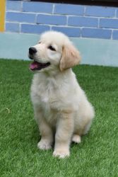 54 days golden retriever puppy for sale