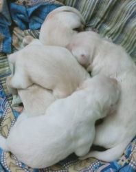 Cute & Healthy White Retriever Male/Female Puppies in Bangalore