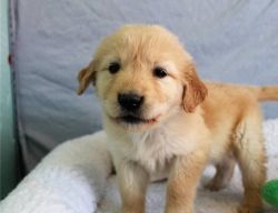 Two Teacup Golden Retriever Puppies For Sale