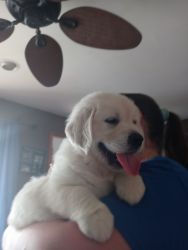 Golden Retriever puppies available now!!!