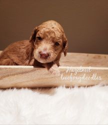 Goldendoodle looking for her forever home.