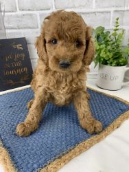 Adorable Golden Doodle in need of a bigger environment