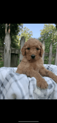 Golden doodle puppy for sale