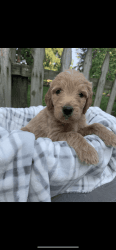 Godendoodle puppy for sale