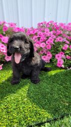 Puppy For Sale in Indiana