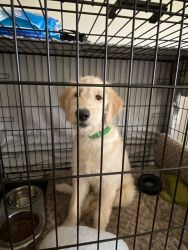 4 month old male goldendoodle