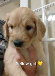 GOLDENDOODLES FEMALE PUPPIES AVAILABLE.