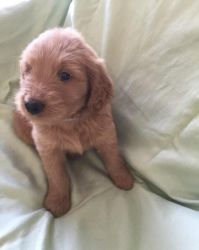 affectionate Goldendoodle Puppies