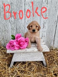 F1 standard goldendoodle for sale in Wooster, Ohio