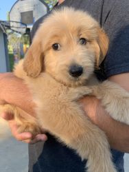 Golden doodle puppy for sale