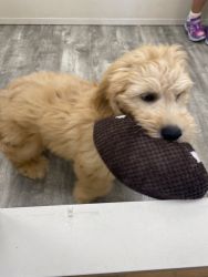 Goldendoodle puppy for sale
