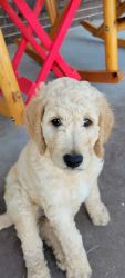 F1b goldendoodle in Oklahoma
