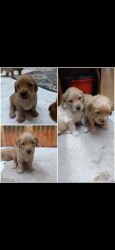 3 male Golden Doodle F1 puppies for sale