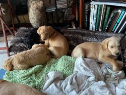 Double Doodle puppies