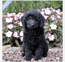 Mini Goldendoodle puppy for sale!