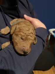 F1B red/apricot Goldendoodle’s