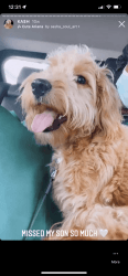 10 month old red mini golden doodle for sale
