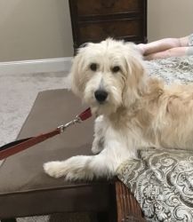 Golden Doodle, Maxine 6 mos. old