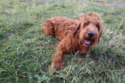 Red Goldendoodle in Need of Guardian Home