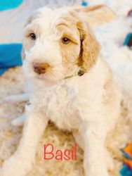 F2B playful GoldenDoodle pup 30-50 lbs