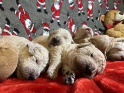 Goldendoodle new years puppies