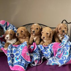 Goldendoodle Puppies Ready for their New Home