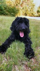 Wonderful Black Goldendoodle Puppy For Sale!