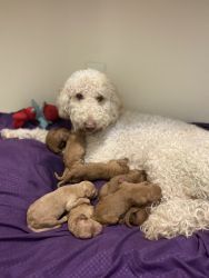 Golden doodle puppies ready 1/20/21