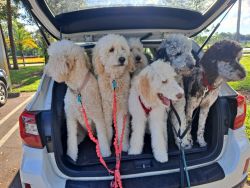 Goldendoodle puppy palace